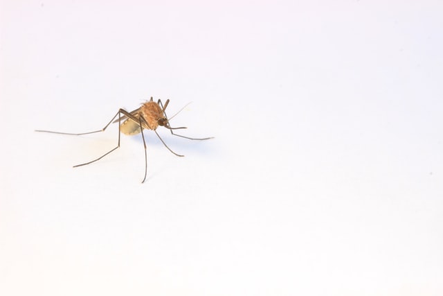 Mosquito repellents: What is a natural way to repel mosquitoes?